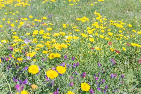 Parque Natural Calblanque na primavera. ESPANHA . — Fotografia de Stock