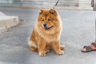 Chow chow köpek chow.