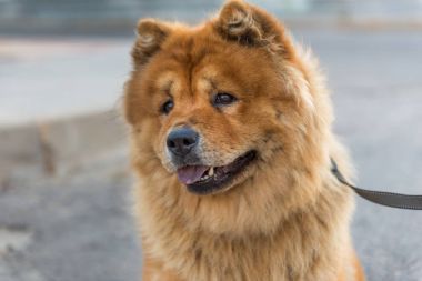 Chow chow köpek chow.