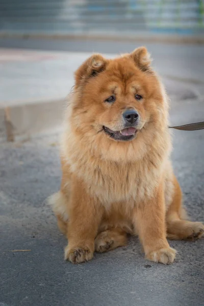 Chow Chow ράτσα σκύλου. — Φωτογραφία Αρχείου