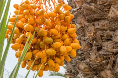 Tarihleri bir palmiye ağacı üzerinde büyüyor. İspanya