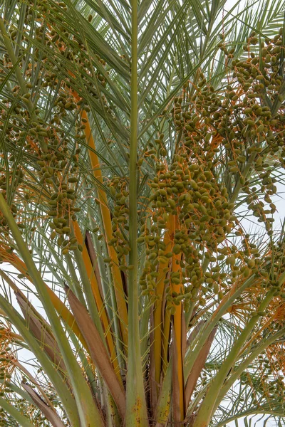 Tarihleri bir palmiye ağacı üzerinde büyüyor. İspanya — Stok fotoğraf