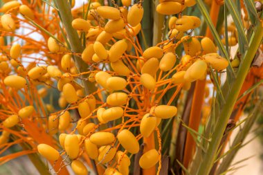 Tarihleri bir palmiye ağacı üzerinde büyüyor. İspanya