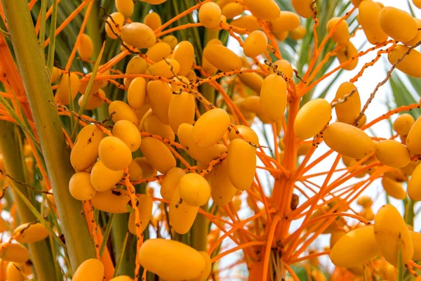 Tarihleri bir palmiye ağacı üzerinde büyüyor. İspanya