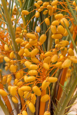 Tarihleri bir palmiye ağacı üzerinde büyüyor. İspanya