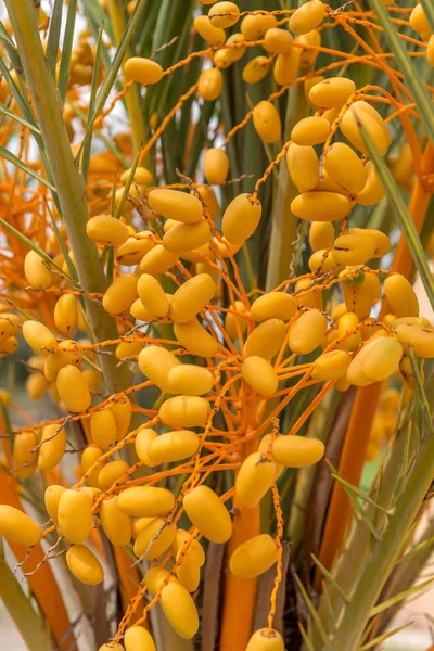 Tarihleri bir palmiye ağacı üzerinde büyüyor. İspanya