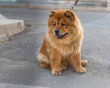 Uyumak, köpek. 16.07.2017