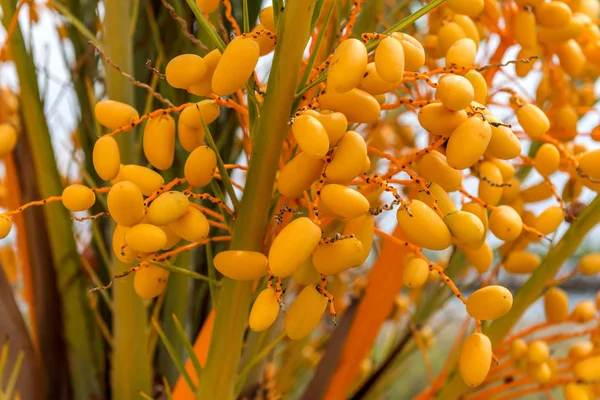 Dates are growing on a palm tree. Spain — Stock Photo, Image