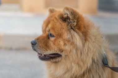 Uyumak, köpek. 16.07.2017