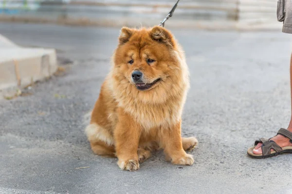 Uyumak, köpek. 16.07.2017