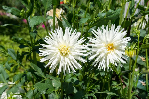 Dahlia fleurit dans le parc — Photo