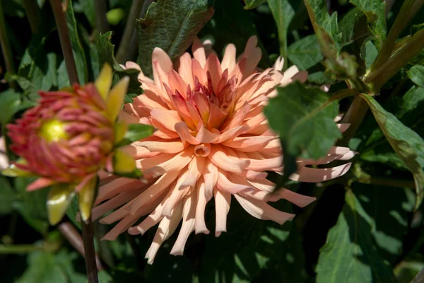 Dahlia fleurit dans le parc — Photo