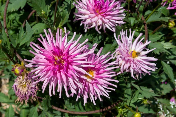 Dahlia fleurit dans le parc — Photo