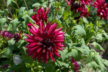 Yıldız çiçeği çiçek parkta