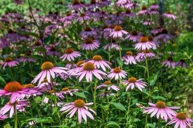 Echinacea, parkta papatya.