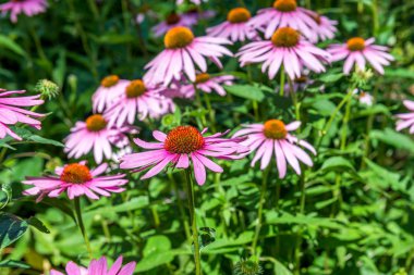 Echinacea, parkta papatya.