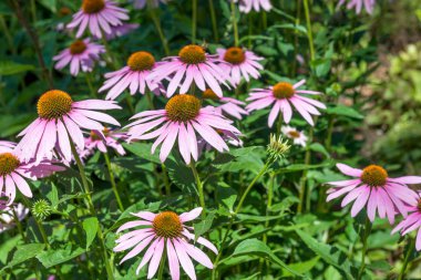 Echinacea, parkta papatya.