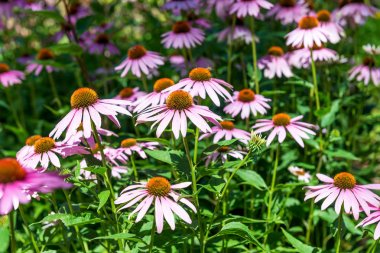 Echinacea, parkta papatya.