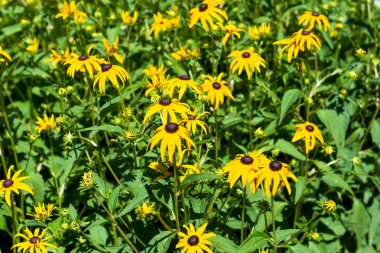 Echinacea, parkta papatya.