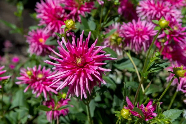 Dahlia květy v parku — Stock fotografie
