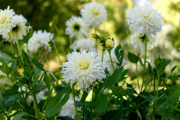 Dahlia fleurit dans le parc — Photo