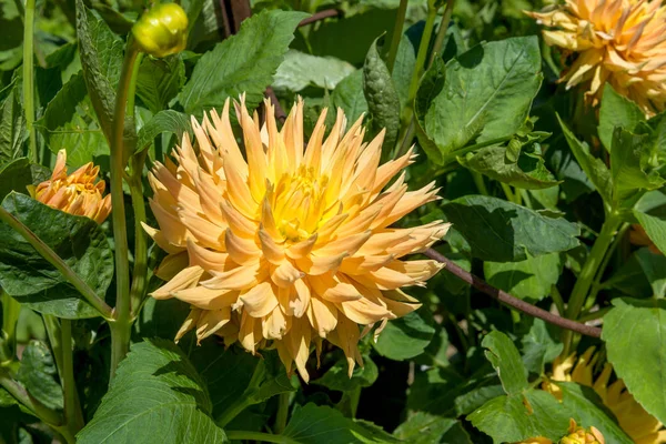 Dahlia fleurit dans le parc — Photo