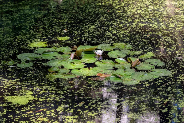 Nenufar kwitnie w stawie. — Zdjęcie stockowe