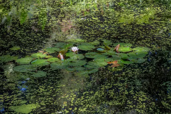 El lirio de agua florece en el estanque . — Foto de Stock
