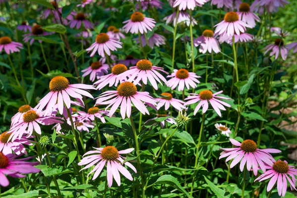 Echinacea, parkta papatya.