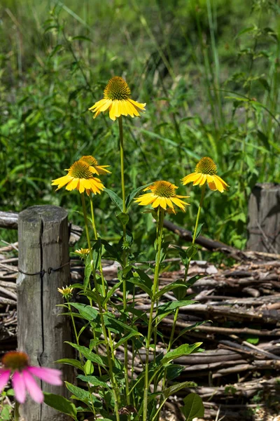 Echinacea, Kamille im Park. — Stockfoto