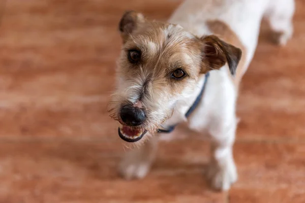 Dog. Jack Russell Terrier