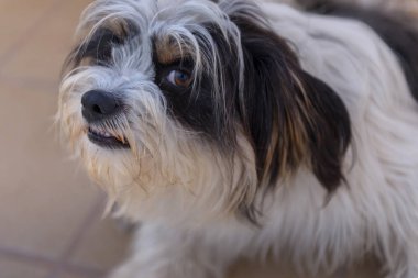 Neşeli, eğlenceli köpek