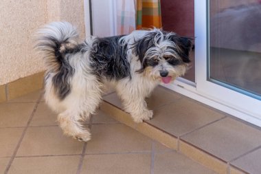 Neşeli, eğlenceli köpek