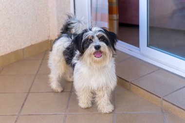 Neşeli, eğlenceli köpek