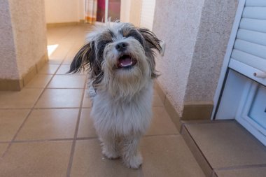 Neşeli, eğlenceli köpek