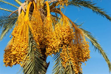 İspanya'da La Manga, 09 Eylül 2017 çekilmiş fotoğrafı