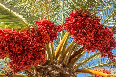 Tarihleri bir palmiye ağacı üzerinde büyüyor. İspanya