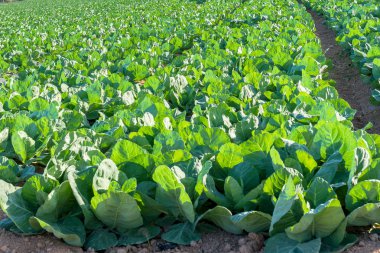 Lahana çiftlik sahasında büyür. İspanya.