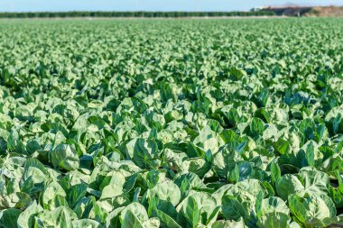 Lahana çiftlik sahasında büyür. İspanya.