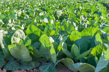 Lahana çiftlik sahasında büyür. İspanya.