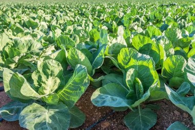 Lahana çiftlik sahasında büyür. İspanya.