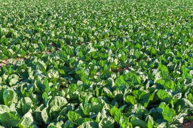 Lahana çiftlik sahasında büyür. İspanya.