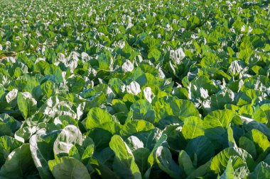 Lahana çiftlik sahasında büyür. İspanya.