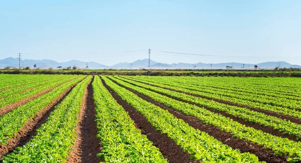 Salatblätter Wachsen Auf Dem Feld Spanien — Stockfoto