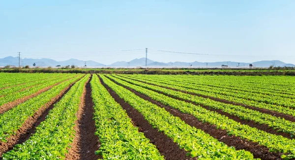 Salladsblad Växer Fältet Gård Spanien — Stockfoto