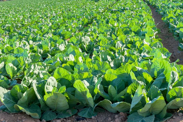 Lahana çiftlik sahasında büyür. İspanya.