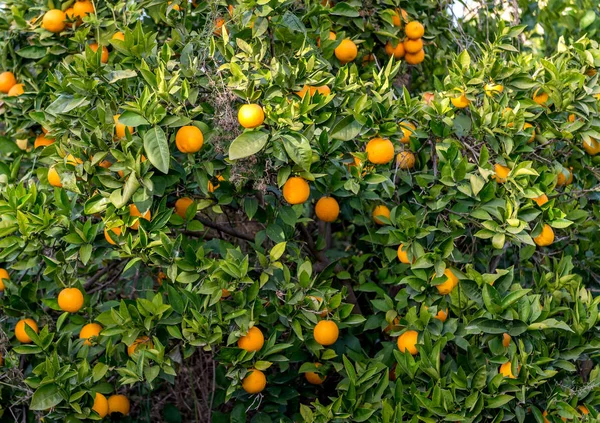 Orange Tree Garden — Stock Photo, Image