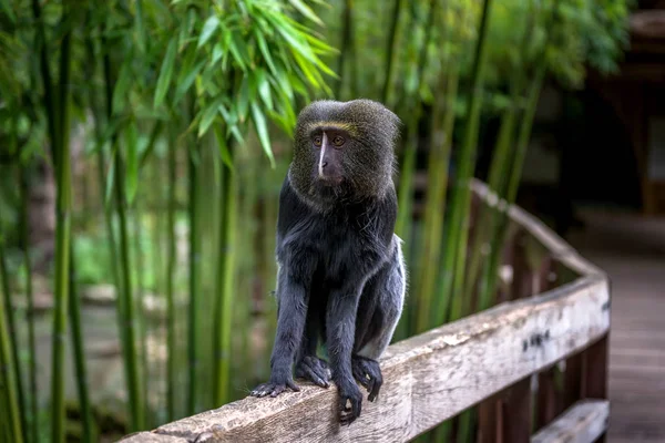 Hamlyn Owl Faced Monkey Sits Fence — Stock Photo, Image