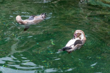 Penguenler gölde yüzmek.