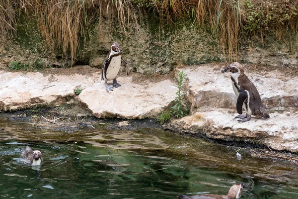 Pinguïns Zwemmen Vijver — Stockfoto